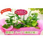 花 苗木 2027年 母の日 ハーブ 5種