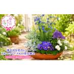 花 苗木 2027年 母の日 ブルー パープルの