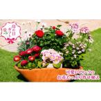2027年 可愛いピンクのお花の寄せ植え