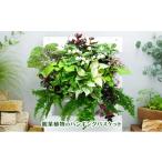 花 苗木 観葉植物のハンギングバスケット