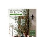 苗木 愛の木 オリーブ 庭のシンボルツリー