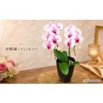 花 苗木 幸せが飛んでくる胡蝶蘭ミディ二本立ち
