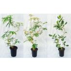苗木 観葉植物 曲りシリーズ 8号鉢 1鉢 高さ110~130cm