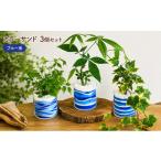 花 苗木 カラーサンド 3個