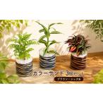 花 苗木 カラーサンド 3個