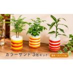 花 苗木 カラーサンド 3個