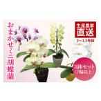 ふるさと納税 雑貨・日用品 花 茨城県 鹿嶋市 おまかせミニ胡蝶蘭(単鉢・7輪以上)3鉢セット お花 花 コチョウラン 胡蝶蘭 蘭 贈り物 プレゼント 誕生日 お祝…