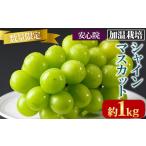 ふるさと納税 ぶどう マスカット 大分県 宇佐市 シャインマスカット 加温栽培(約1kg)シャインマスカット ぶどう 葡萄 フルーツ 果物 くだもの 果実 先行予約受…