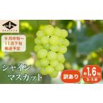 ショッピングふるさと納税 訳あり 傷 ふるさと納税 ぶどう マスカット 長野県 小布施町  訳あり シャインマスカット 約1.6kg 3〜5房 ［小布施屋］数量限定 期間限定 家庭用 規格外 不揃い 傷 果物 …