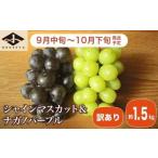 ふるさと納税 ぶどう マスカット 長野県 小布施町  訳あり シャインマスカット ＆ ナガノパープル 約1.5kg［小布施屋］家庭用 規格外 不揃い 傷 果物 フルーツ…