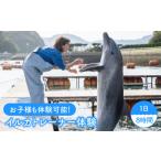 体験チケット 1日イルカトレーナー体験