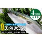 旬の鮮魚等 壱岐島産天然寒ブリ 4キロ台
