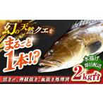 旬の鮮魚等 天然クエ 2キロ台 丸もの壱岐島