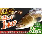 旬の鮮魚等 天然クエ 3キロ台 丸もの壱岐島