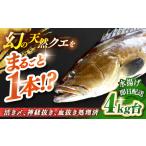 旬の鮮魚等 天然クエ 4キロ台 丸もの壱岐島
