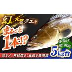 旬の鮮魚等 天然クエ 5キロ台 丸もの壱岐島