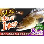 旬の鮮魚等 天然クエ 8キロ台 丸もの壱岐島