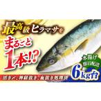 旬の鮮魚等 壱岐島産天然ヒラマサ 6キロ台