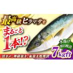 旬の鮮魚等 壱岐島産天然ヒラマサ 7キロ台