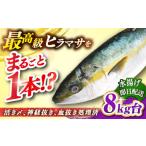 旬の鮮魚等 壱岐島産天然ヒラマサ 8キロ台
