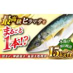 旬の鮮魚等 壱岐島産天然ヒラマサ 15キロ台