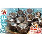 fu.... налог Sazae Nagasaki префектура .. город . Sazae примерно 2kg(13-20 шт ){.. город } круг мир вода производство JCJ005... Sazae ... seafood рыба . свежая рыба морепродукты sashimi .... sashimi...