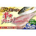 旬の鮮魚等 壱岐島産天然ヒラマサ 6キロ台