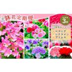 ふるさと納税 雑貨・日用品 花 佐賀県 神埼市  先行受付9月より発送 数量…