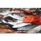 旬の鮮魚等 石巻港直送 逸品鮮魚