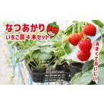 いちご いちごの苗 なつあかり 4株