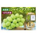ぶどう マスカット シャインマスカット 1房