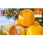 みかん 柑橘類 2027年 はっさく 赤秀品2L