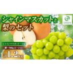 ぶどう マスカット シャインマスカットと梨のセット 計1.2kg