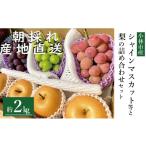 ふるさと納税 宮崎県 小林市 【先行受付！産直もぎたて】シャインマスカット等と旬の梨セット計2kg