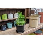 花 苗木 観葉植物3種類の寄せ植え 1鉢 受皿付き