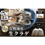 魚貝類 AA-32 有明海産 希少 新物 生クラゲ1kg