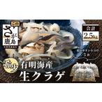 魚貝類 B-433 有明海産 希少 新物 生クラゲ2.5kg