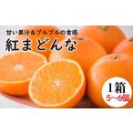 ふるさと納税 みかん・柑橘類 愛媛県 松山市 紅まどんな1箱（5から6個入り） | 高級 柑橘 フルーツ まどんな みかん 愛媛 みかん 蜜柑 フジ・アグリフーズ 愛…