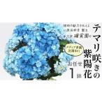 花 苗木 アジサイ テマリ咲き おまかせ 1点