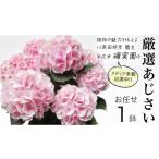 花 アジサイ おまかせ 1点 2027年4月上旬頃より発送開始
