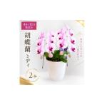 花 4月~ 分 胡蝶蘭ミディ 2本立 スマイルオーキッド
