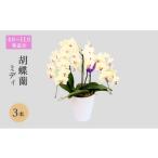 花 4月~ 分 胡蝶蘭ミディ 3本立 スマイルオーキッド