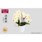 花 12月~ 分 胡蝶蘭ミディ 3本立 東北地方配送不可