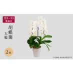 花 12月~ 分 胡蝶蘭大輪 2本立 東北地方配送不可