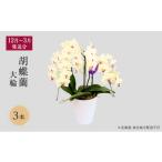 花 12月~ 分 胡蝶蘭大輪 3本立 東北地方配送不可