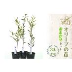 花 苗木 ハーブショップYOU 樹 おまかせセット