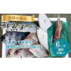 旬の鮮魚等 鮮魚セット 定期便 6ヶ月 若狭の恵み