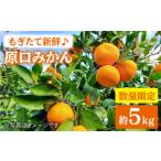 果物類 みかん 原口みかん 約5kg