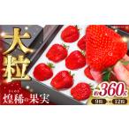 ふるさと納税 いちご 高知県 高知市  先行予約 煌稀の果実 大粒 苺 約360g (9または12粒) 高知市春野町産〈2026年1月上旬〜2026年4月上旬頃発送〉 ／ いちご …