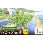 花 苗木 2027年 八朔 はっさく 2年生 1本